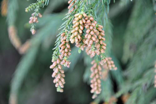 ͺ�֤˶�Ť��Ƹ��ޤ���