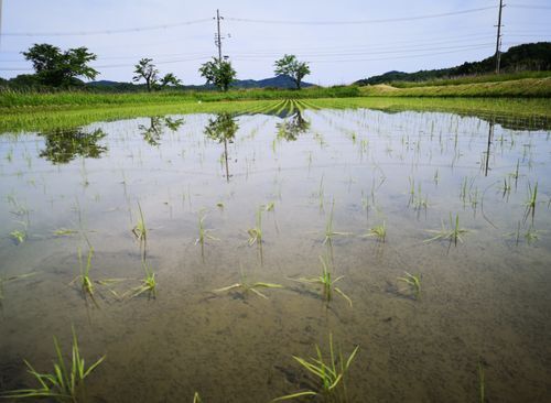 �����ܤǤ�