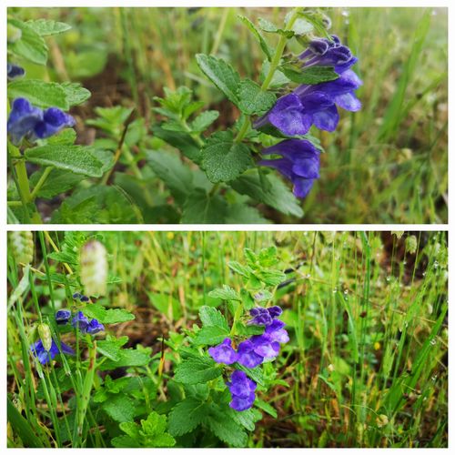 ¥Ê¥ß¥¥½¥¦¤¬ºé¤»Ï¤á¤Þ¤·¤¿