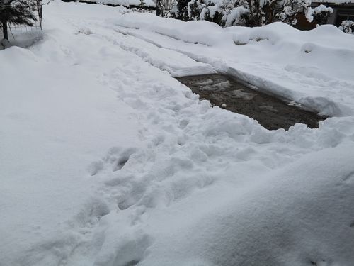 ���ض�ư�ʤΤǳڤ˽Ф��ޤ�