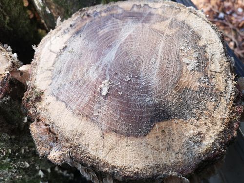 �ڤ���Ϥ��ʤ��ʬ������ޤ�