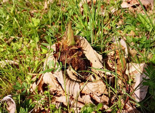 ½é·¡¤ê¥¿¥±¥Î¥³