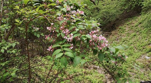 ¥¿¥Ë¥¦¥Ä¥®¤Ï£µ·î¤ÎÏ¢µÙ¤Î²Ö¤Ç¤¹