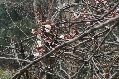 ���������ڤβ֤�