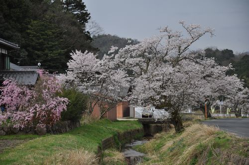 ���ᥤ�襷�Τϻ���Ϥ�ޤ�����