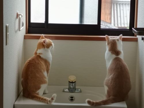������Ф��ޤ���