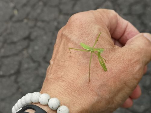 カマキリの赤ちゃん