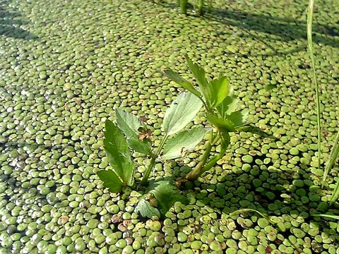 ����ʤ���ʡ�