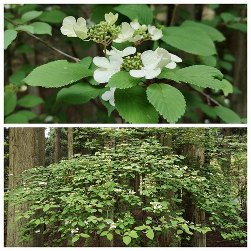 ���������Τ褦�ʲ�