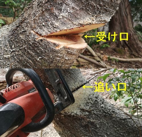 �ɸ�