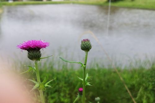 ¥Î¥¢¥¶¥ß¤¬±«¤ËǨ¤ì¤Ê¤¬¤é