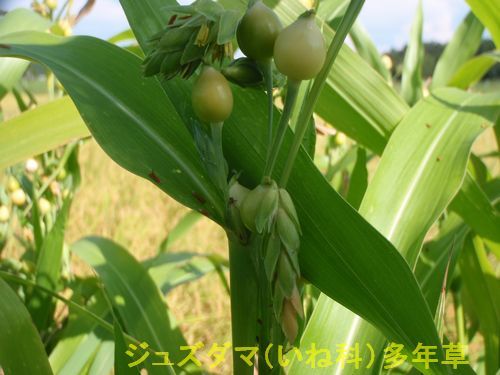 ?�����奺���ޡʤ��Ͳʡ�¿ǯ��