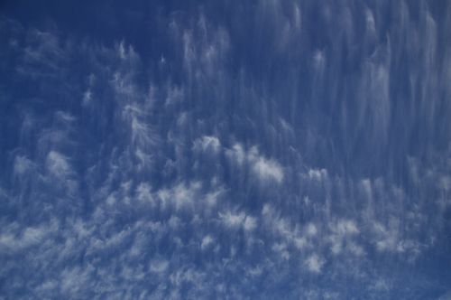 頭の上には秋の雲のウロコ状の巻積雲が広がっています