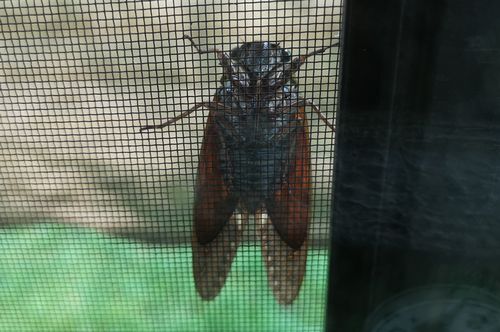 アブラゼミ