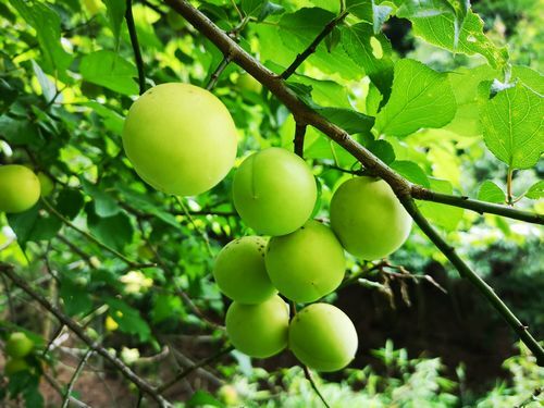 �������ˤϤ����ֽϤ�Ƥ��ޤ���