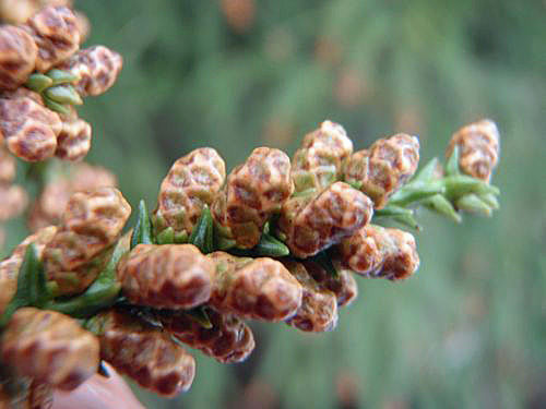 ���礷���̿��򸫤�ȥ��祳�졼�ȲۻҤ�