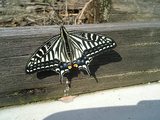 アゲハ蝶 全開