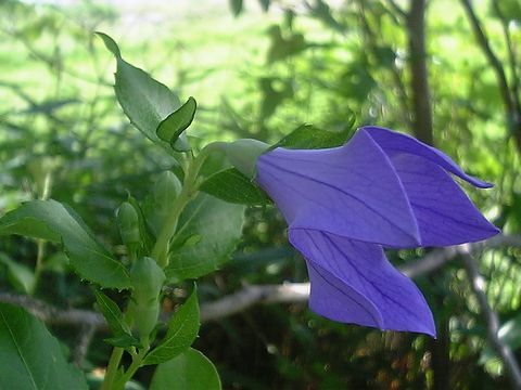 6��27�������襦���餭�Ϥ�ޤ���