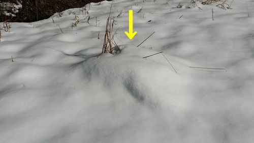 �������������ä��ݤ졡