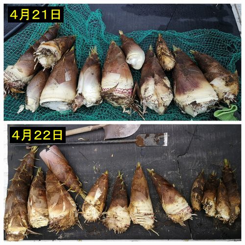 ¥Ë¥ç¥¥Ë¥ç¥ËèÆü