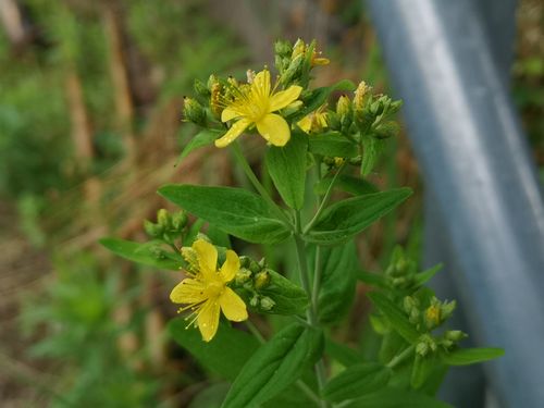 ���ȥ��꥽���ʤ��Ȥ��ꤽ���ʡ�