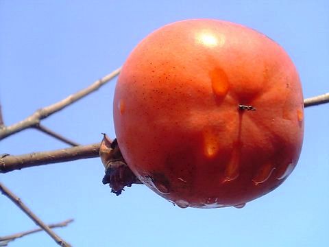 �Ķ��ȳ�