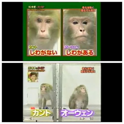 左のカント君のように