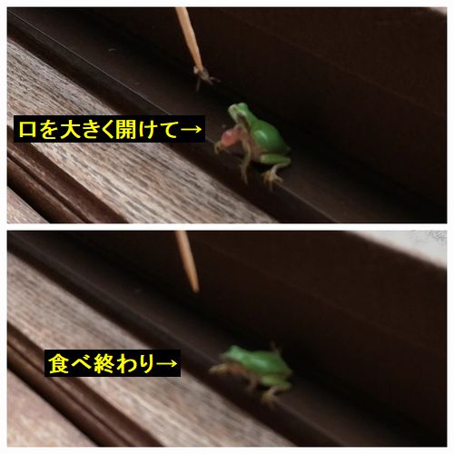 �ܤˤ�Ȥޤ��®��