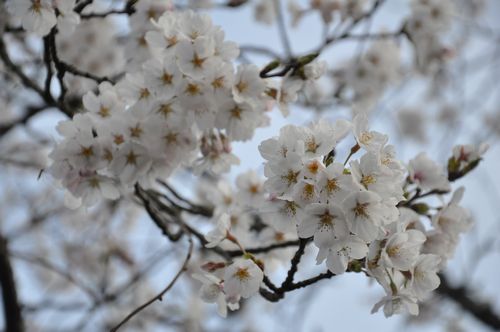 ���ᥤ�襷�Τ������ˤʤ�ޤ���