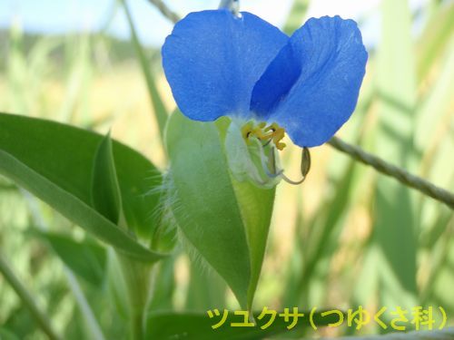 ?���ĥ楯���ʤĤ椯���ʡ�