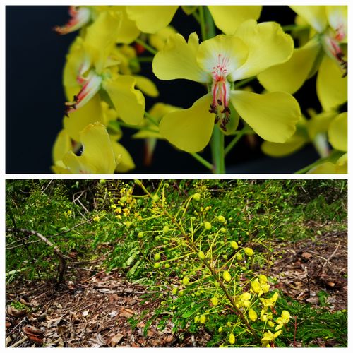 ���㥱�ĥ��Х��餭�Ϥ�ޤ���