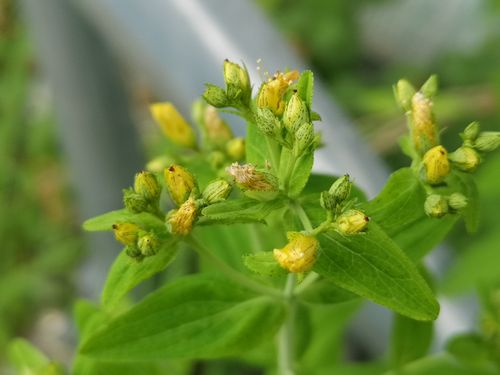 ��᤮�ˤϤ��ܤ�Ǥ��ޤ���