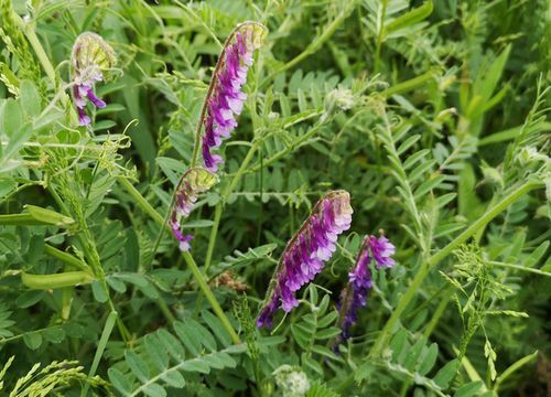 ¥Ø¥¢¥ê¡¼¥Ù¥Ã¥Á¤Î²Ö