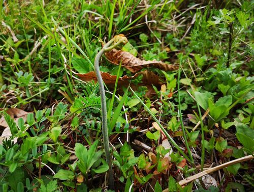 ���Ӥ⿭�ӤƤ��ޤ�����