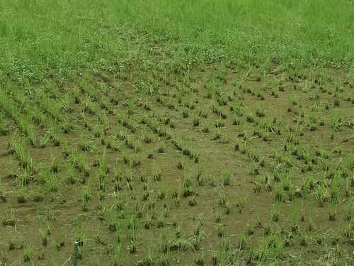 地際から食べるので