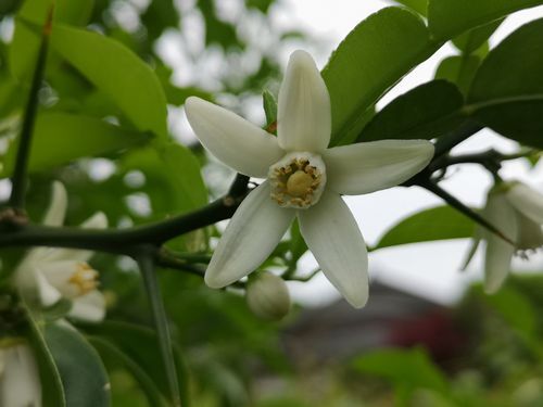 ͮ�Ҥ�餭�Ϥ�ޤ���