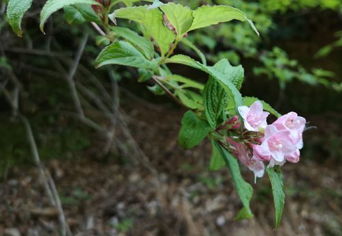 ¥¿¥Ë¥¦¥Ä¥®¤¬ºé¤»Ï¤á¤Þ¤·¤¿