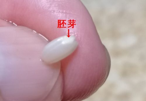 ��⺬��ޤ����ӻϤ�Ƥ��ޤ���