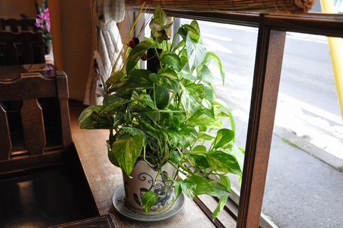 ��ݤ�ȭ�����Υݥȥ�������������