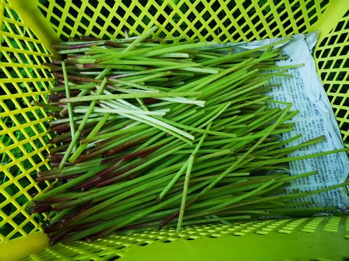 ��������褦�Ǥ�Ԥ����ˤ���Ȥ�������Ǥ�������������;