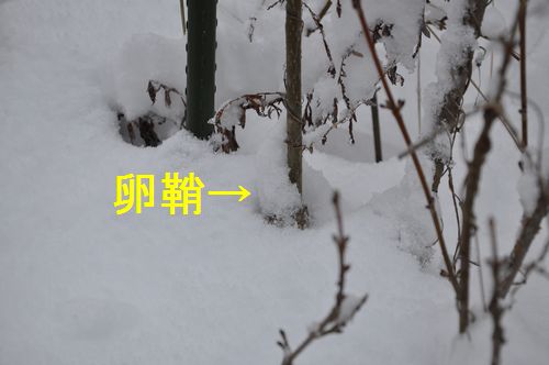 ��Ǹ����ޤ���