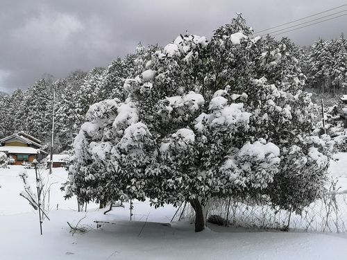 Äí¤Î¶âÌÚºÔ¤ÏÀã˹»Ò