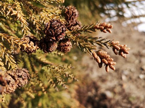 �Ĥ��Ƥ���ޤǤ⤽�ο���