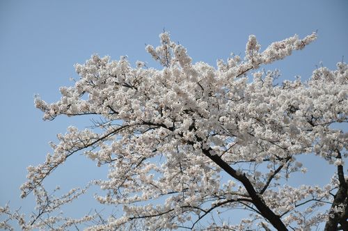 �ֺ��β֤�������˺餤�Ƥ��ޤ���
