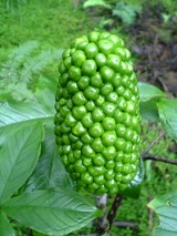 �ޥॷ�����μ�