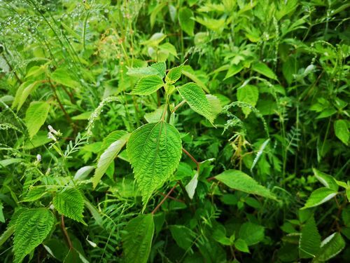 ����Υ���ॷ��¸���Ǥ���