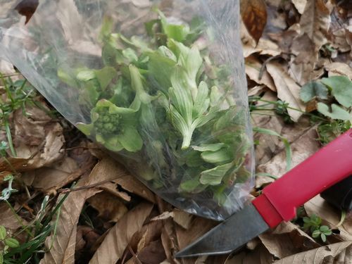 �󣱣�����μ褷�ޤ���