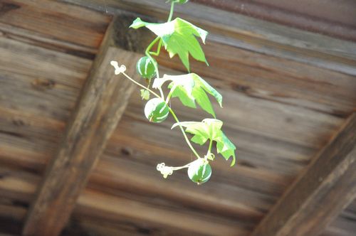 ツルの先端は3連発で止まっていました