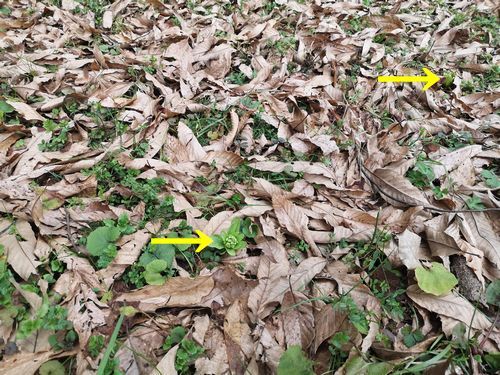 ��������դβ��ˤʤäƤ���