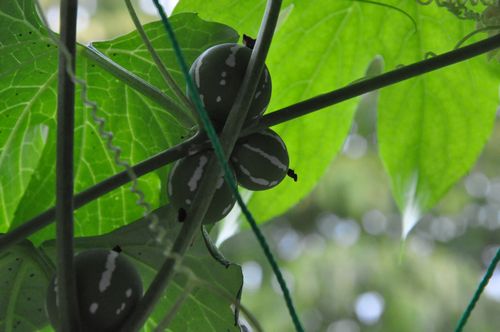 ����顡����顡���饦���